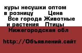 куры несушки.оптом 160 в розницу 200 › Цена ­ 200 - Все города Животные и растения » Птицы   . Нижегородская обл.